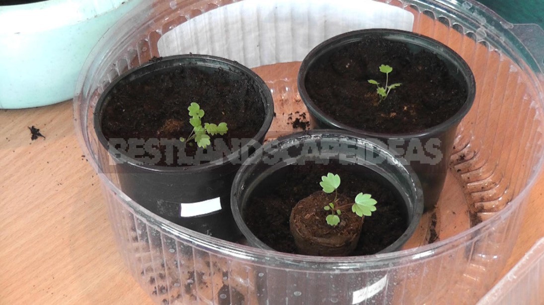 Homemade Strawberries on the Windowsill: 3 Ways of Growing (Part 1)