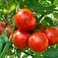 Varieties Of Tomatoes That Should Be Sown This Season