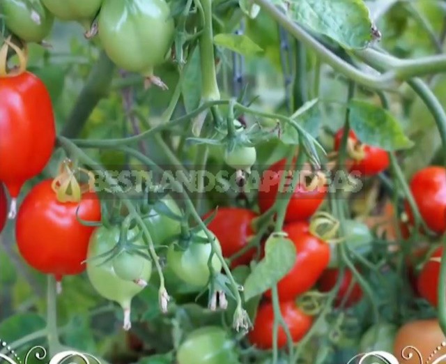 Varieties Of Tomatoes That Should Be Sown This Season