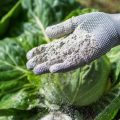 Ash: How It Can Be Useful For a Summer Resident (Part 2)