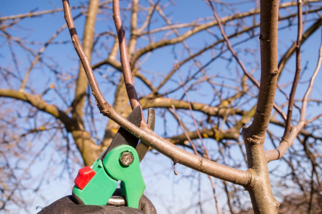 Competent Pruning Of Apple And Pear Trees