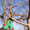 Competent Pruning Of Apple And Pear Trees