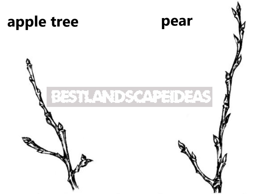 Competent Pruning Of Apple And Pear Trees