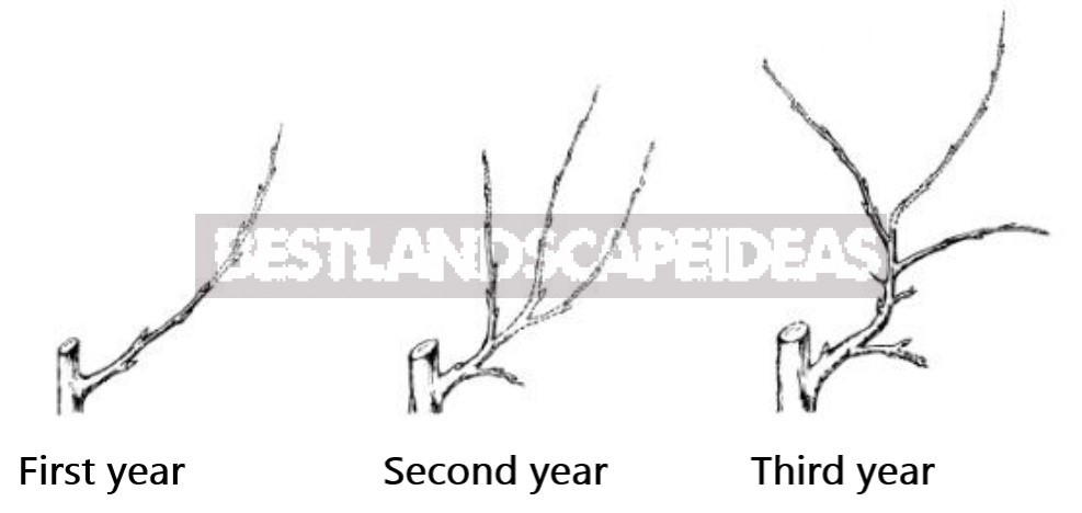Competent Pruning Of Apple And Pear Trees