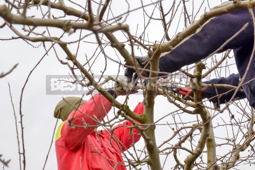 Competent Pruning Of Apple And Pear Trees