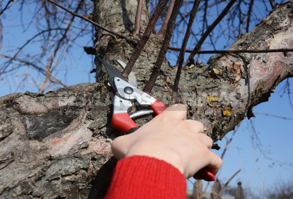 Competent Pruning Of Apple And Pear Trees