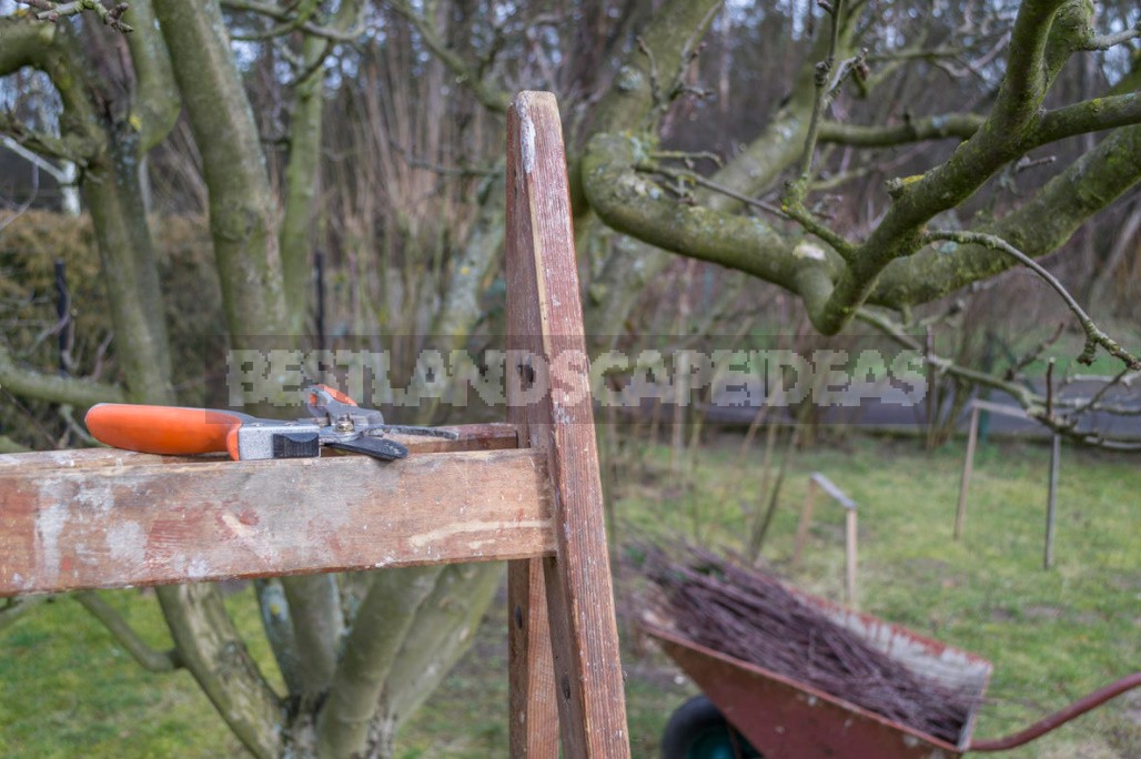 Competent Pruning Of Apple And Pear Trees