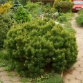 Formation Of Conifers Cut, Pinch Or Leave Alone?