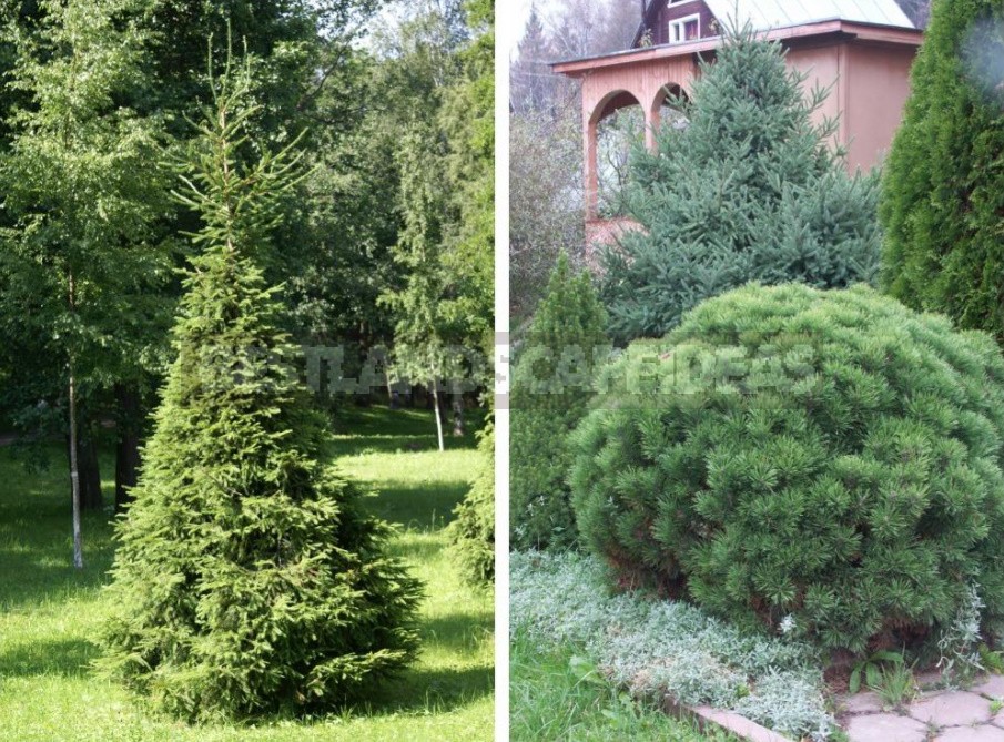 Formation Of Conifers Cut, Pinch Or Leave Alone?