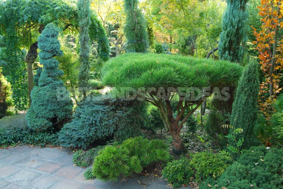 Formation Of Conifers Cut, Pinch Or Leave Alone?