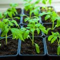 Four Secrets Of Growing Tomato Seedlings
