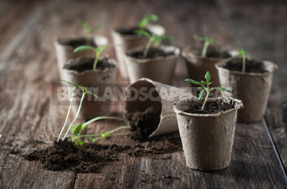 Four Secrets Of Growing Tomato Seedlings