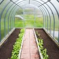 Greenhouse After Winter: Minor Repairs, Preparation For Planting, Treatment Of Diseases
