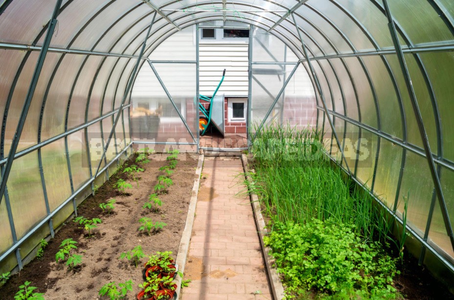 Greenhouse After Winter: Minor Repairs, Preparation For Planting, Treatment Of Diseases