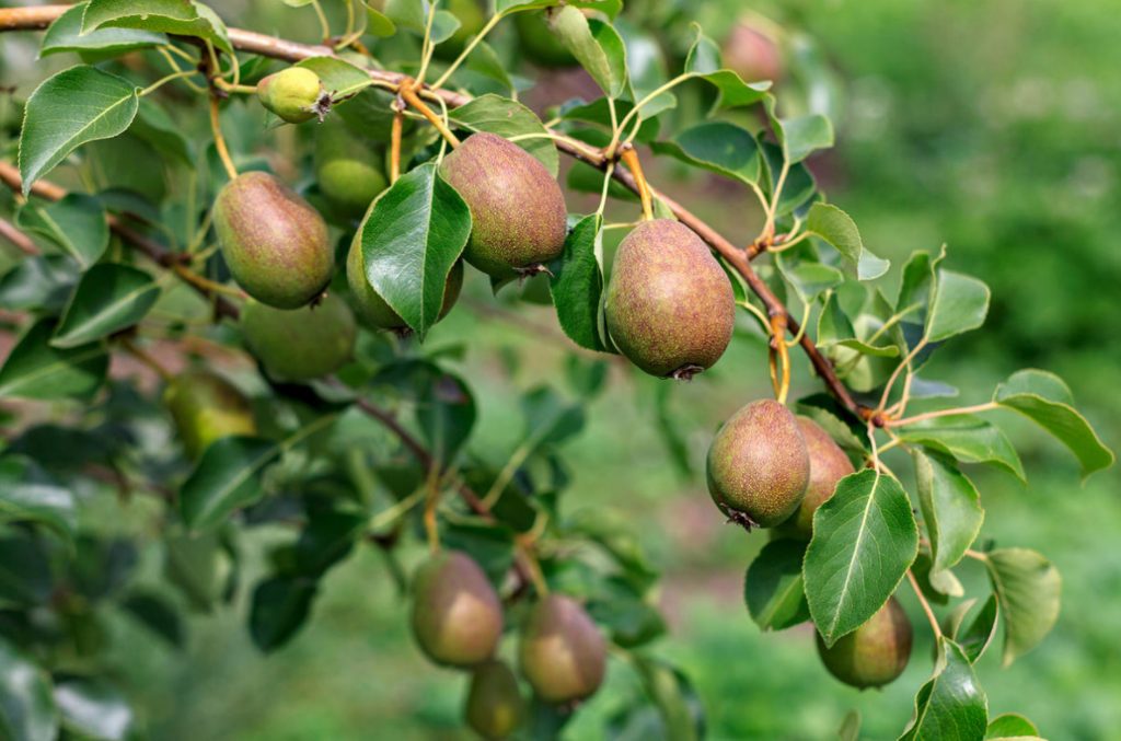 Growing Pears: Basic Rules And Problems (Part 1)