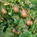 Growing Pears: Basic Rules And Problems (Part 1)