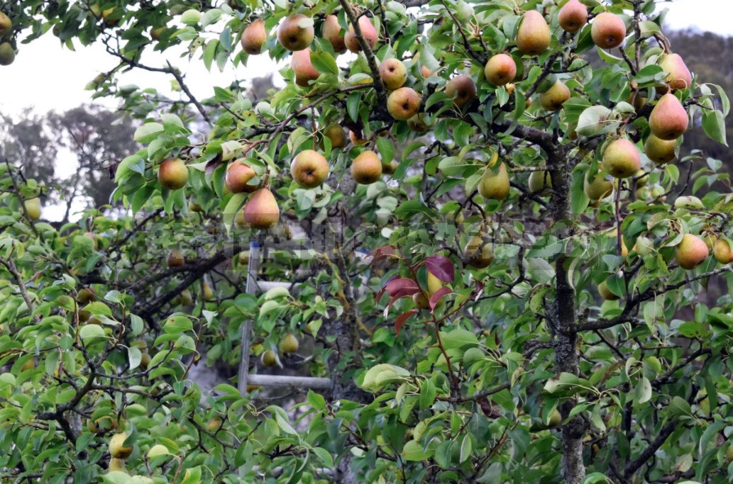 Growing Pears: Basic Rules And Problems (Part 1)