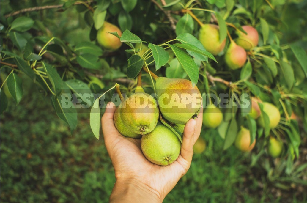 Growing Pears: Basic Rules And Problems (Part 1)