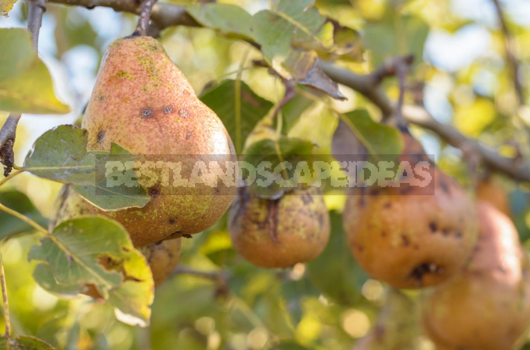 Growing Pears: Basic Rules And Problems (Part 2)