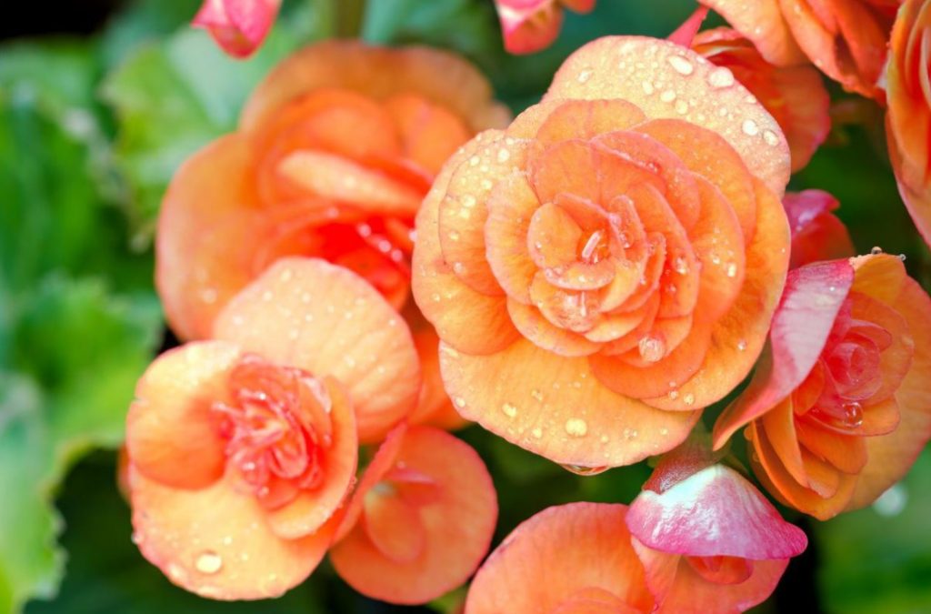 Growing Tuberous Begonia At Home