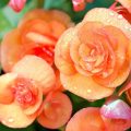 Growing Tuberous Begonia At Home