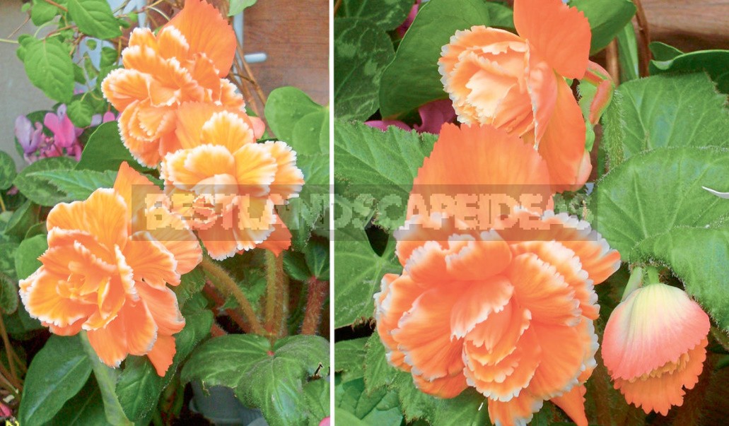 Growing Tuberous Begonia At Home