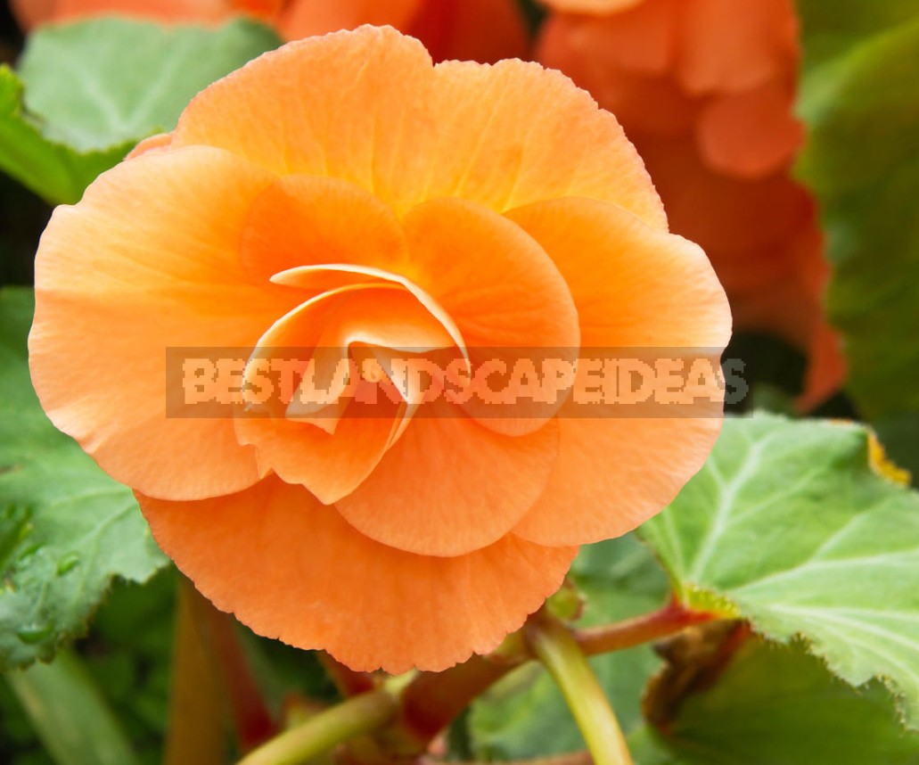 Growing Tuberous Begonia At Home