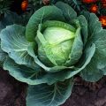 How To Grow Cabbage Seedlings: The Timing Of Sowing And Transplanting To The Garden