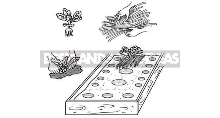 How To Grow Cabbage Seedlings: The Timing Of Sowing And Transplanting To The Garden