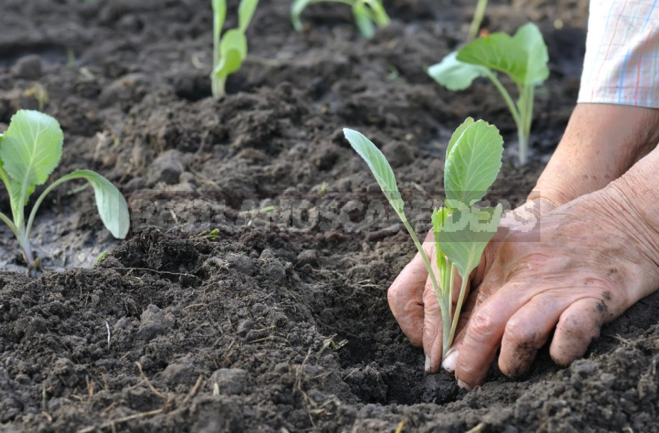 How To Grow Cabbage Seedlings: The Timing Of Sowing And Transplanting To The Garden