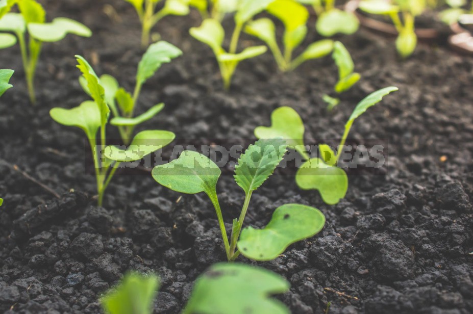 How To Grow Cabbage Seedlings: The Timing Of Sowing And Transplanting To The Garden
