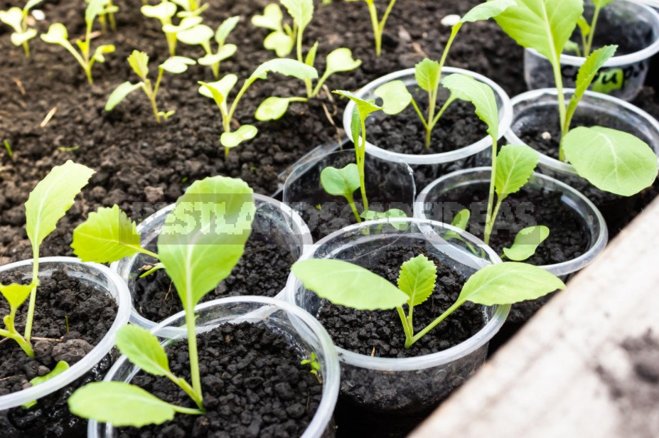 How To Grow Cabbage Seedlings: The Timing Of Sowing And Transplanting To The Garden