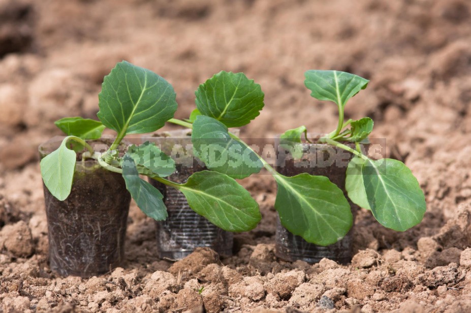 How To Grow Cabbage Seedlings: The Timing Of Sowing And Transplanting To The Garden