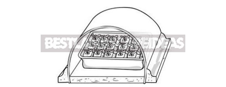 How To Grow Cabbage Seedlings: The Timing Of Sowing And Transplanting To The Garden