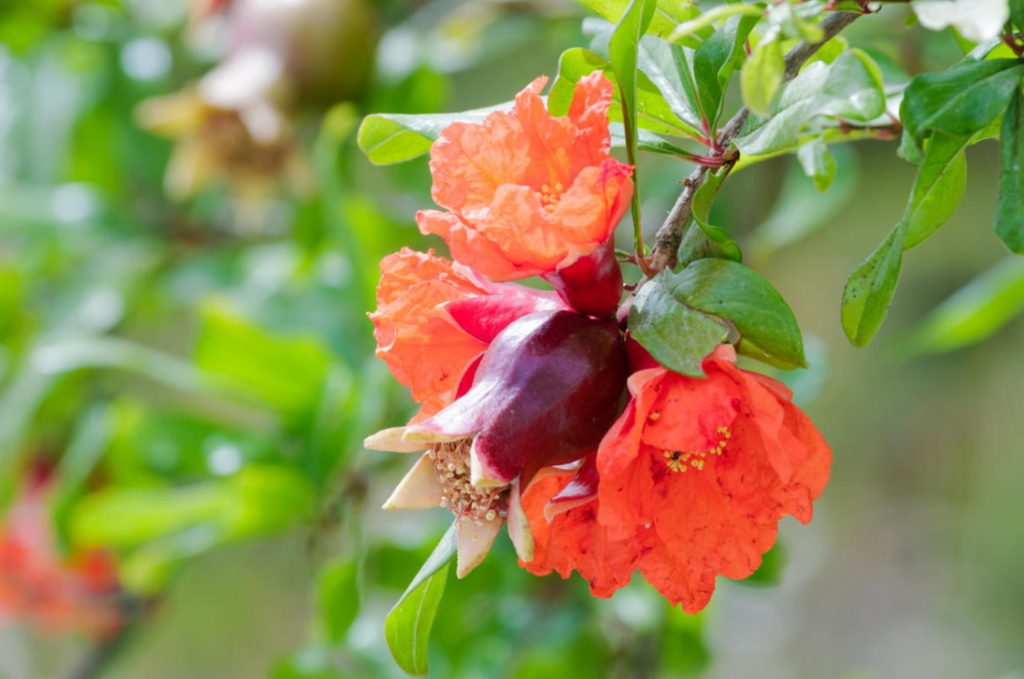 How To Grow Pomegranates, Figs And Citrus Fruits At Home (Part 1)