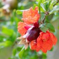 How To Grow Pomegranates, Figs And Citrus Fruits At Home (Part 2)