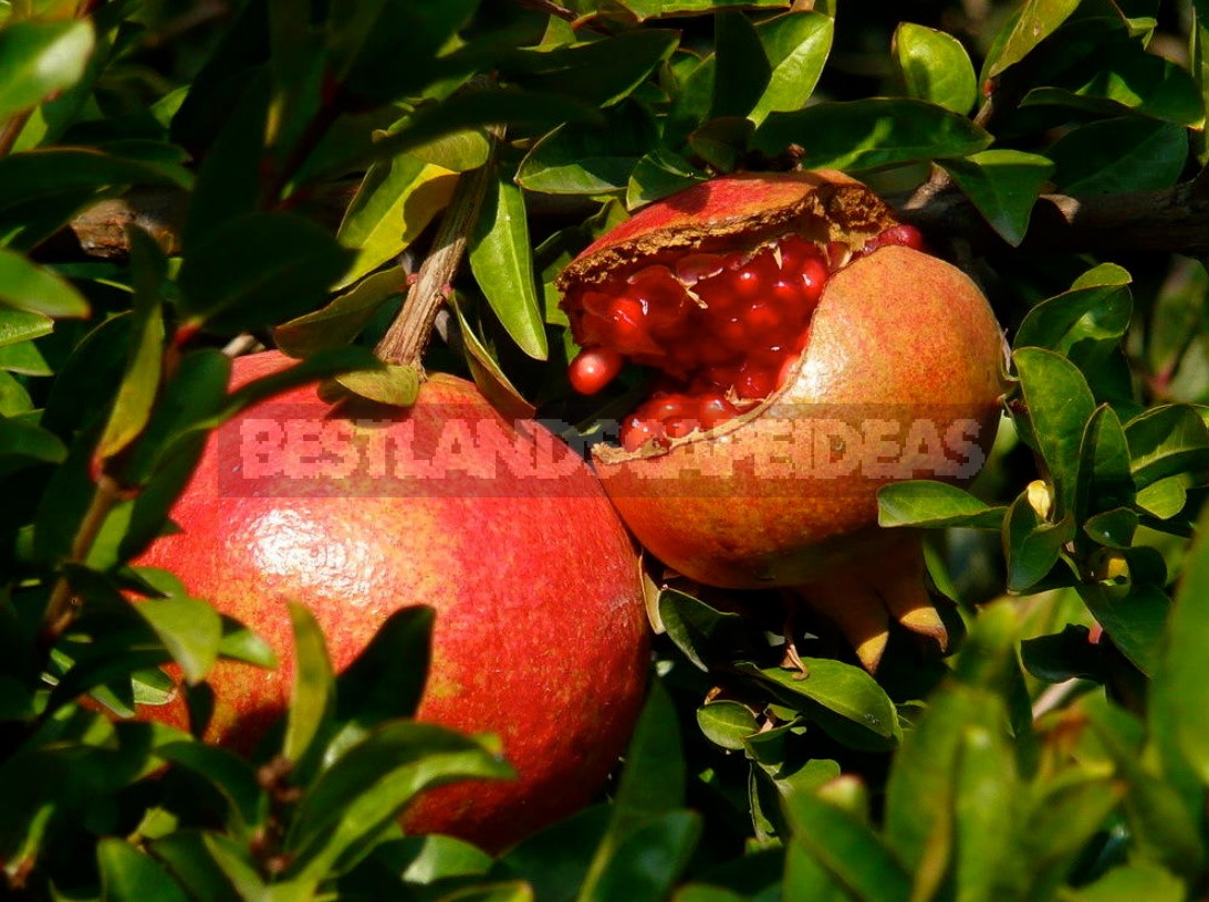 How To Grow Pomegranates, Figs And Citrus Fruits At Home (Part 1)