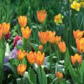 How To Plant Bulbous Plants Beautifully: 10 Design Ideas