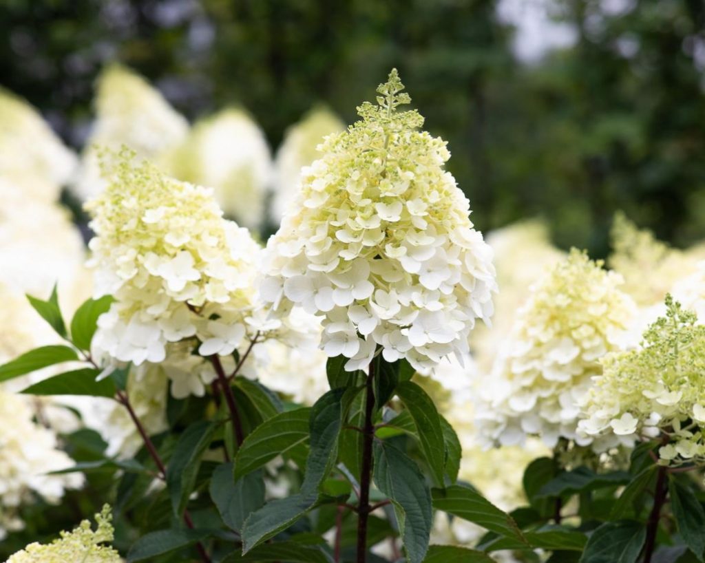 Hydrangea — a Fairy Tale In Your Garden - Best Landscape Ideas