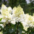 Hydrangea — a Fairy Tale In Your Garden