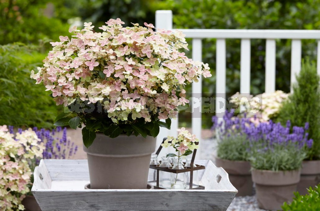 Hydrangea — a Fairy Tale In Your Garden