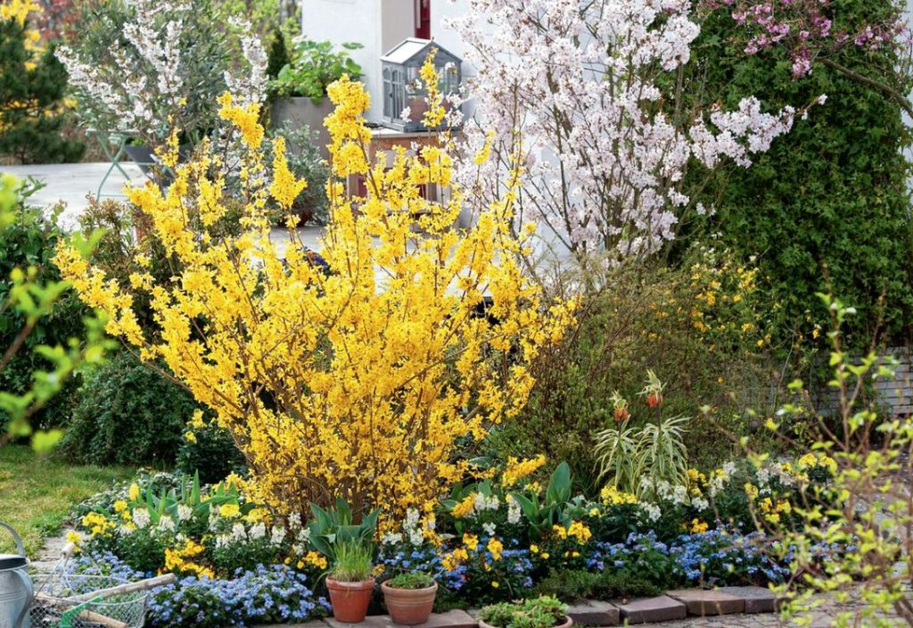 Ornamental Trees And Shrubs That Bloom In Spring