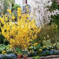 Ornamental Trees And Shrubs That Bloom In Spring