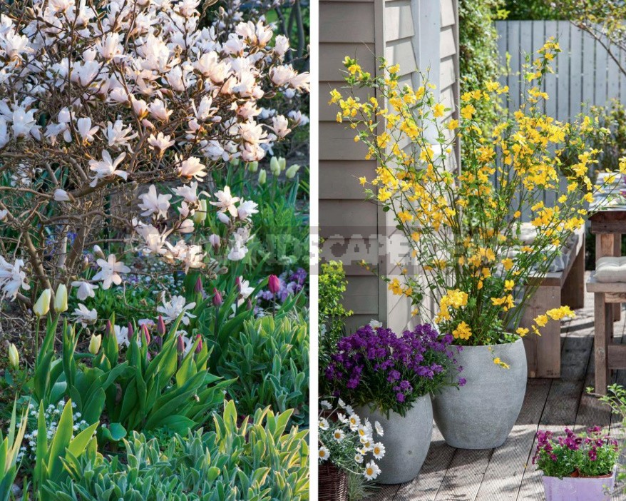 Ornamental Trees And Shrubs That Bloom In Spring