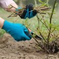 Spring Pruning Of Ornamental Plants: All The Subtleties Of The Seasonal Procedure (Part 2)