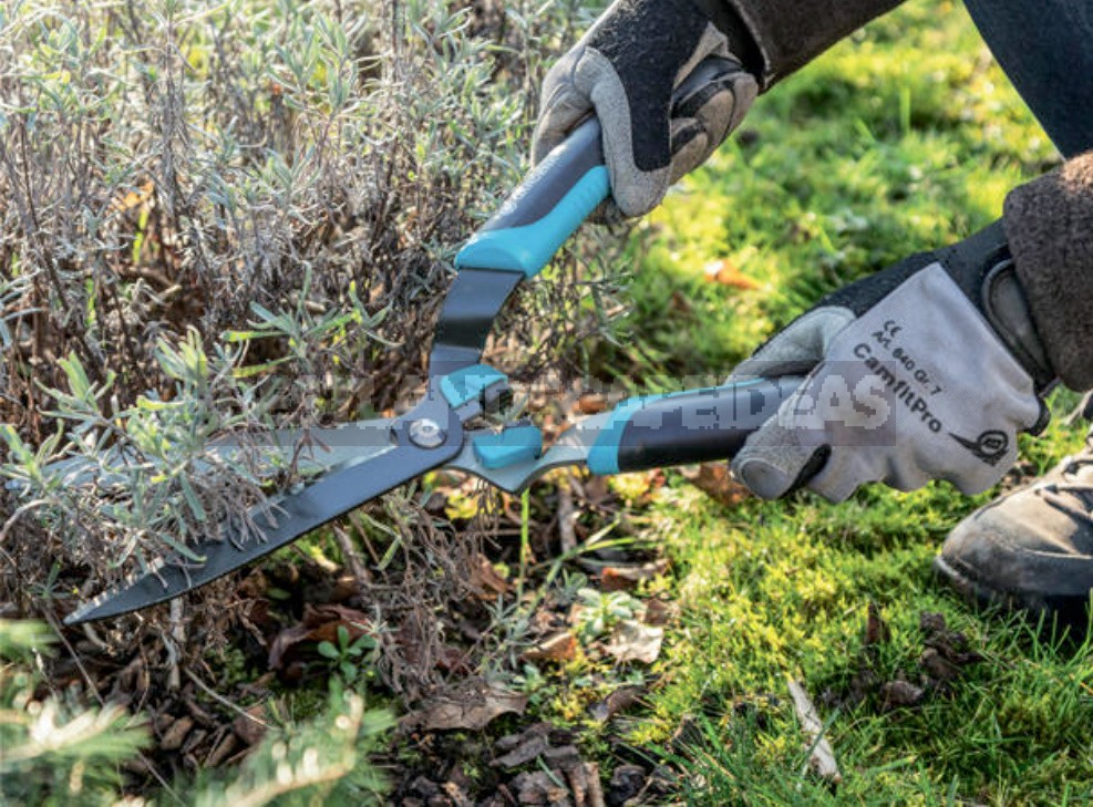 Spring Pruning Of Ornamental Plants: All The Subtleties Of The Seasonal Procedure (Part 1)