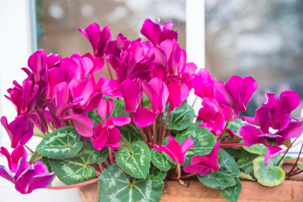 We Grow Cyclamen At Home: How To Care For And When To Transplant