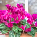 We Grow Cyclamen At Home: How To Care For And When To Transplant