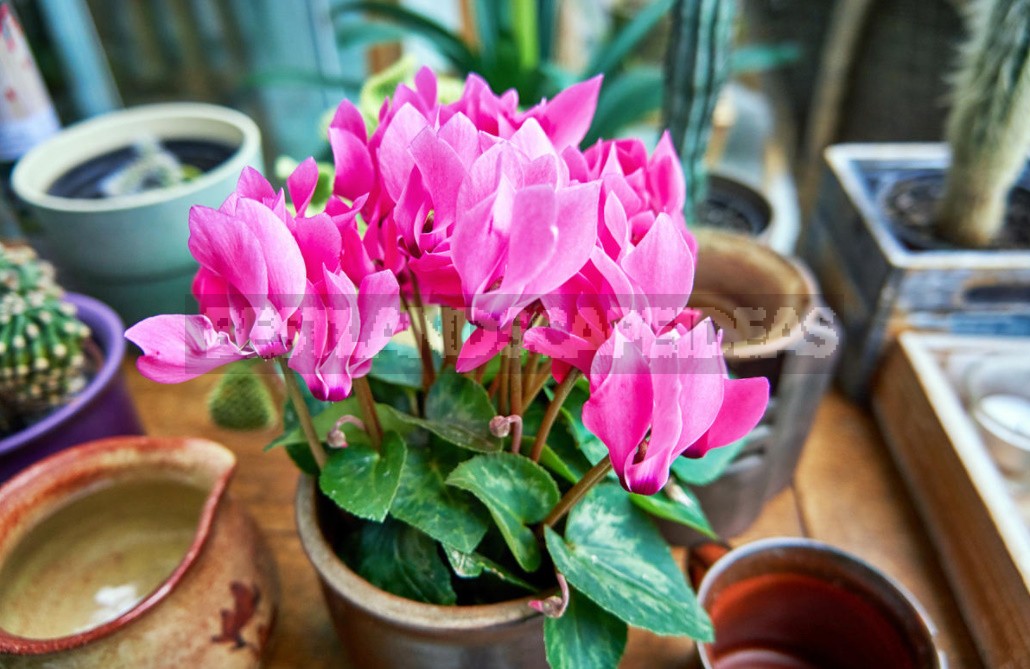 We Grow Cyclamen At Home: How To Care For And When To Transplant