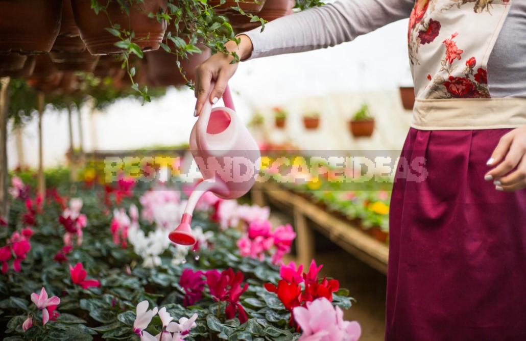 We Grow Cyclamen At Home: How To Care For And When To Transplant